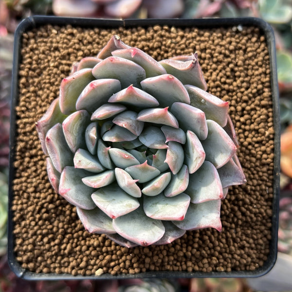 Echeveria 'Anchez Mejoradae' 2" Powdery Seed-grown Succulent Plant