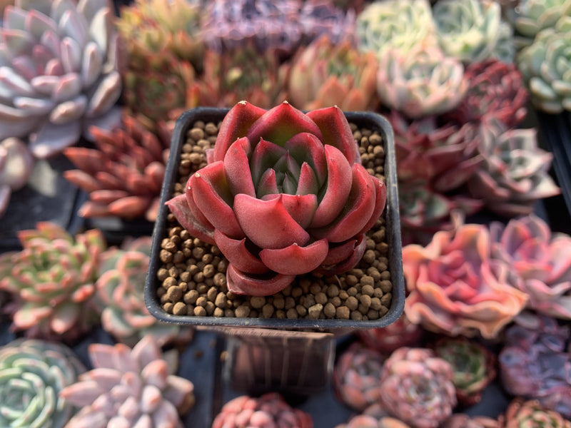 Echeveria Agavoides 'Callisto' 1" Succulent Plant