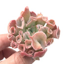 Echeveria ‘Trumpet Pinky’ 2"-3" Rare Succulent Plant