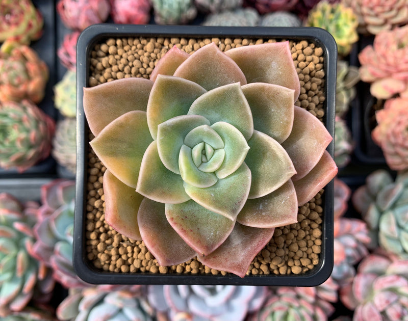 Graptoveria 'Harry Watson' Variegated 3" Succulent Plant