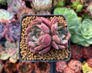 Echeveria 'Apple Pie' 1"-2" Succulent Plant