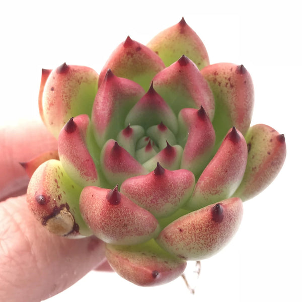 Echeveria Agavoides Rose Garnet 2” Rare Succulent Plant