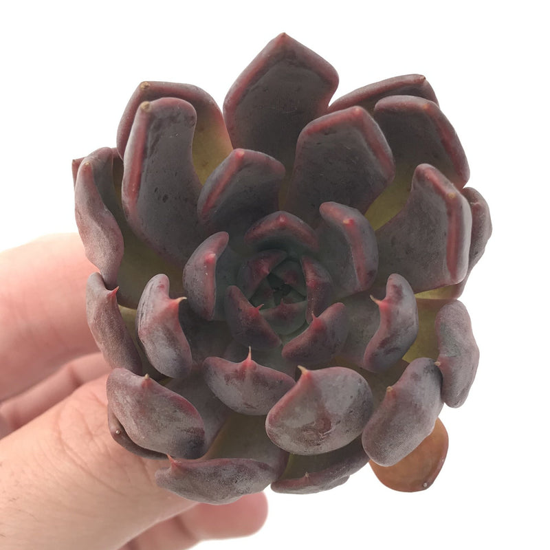 Echeveria Agavoides 'Magic Plot' 2" Rare Succulent Plant