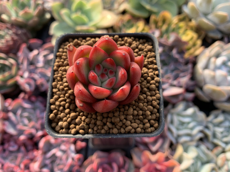 Echeveria Agavoides 'Maxmon' 1" Succulent Plant