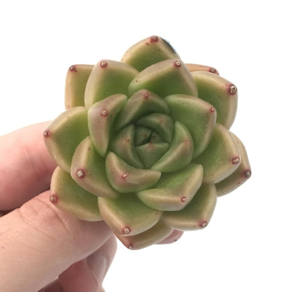 Echeveria Agavoides ‘Goldwin’ 1" Rare Succulent Plant