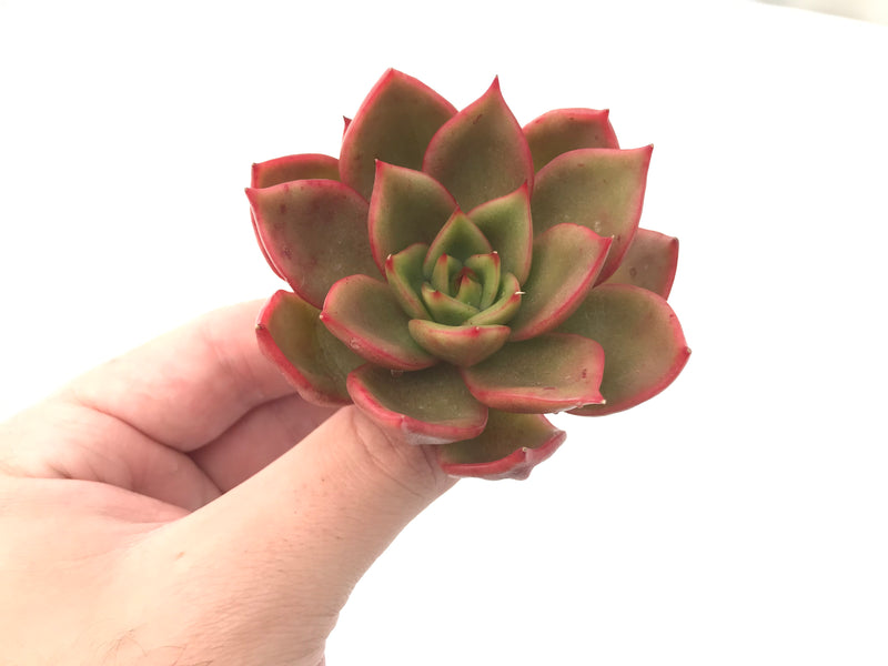 Echeveria Agavoides 'Padma' 4" Succulent Plant