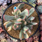 Cotyledon 'Orbiculata' Variegated 5" Cluster Succulent Plant