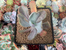 Pachyveria 'Jocelyns Joy' Variegated 2" Succulent Plant