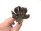 Echeveria 'Black Hawk' 3" Succulent Plant