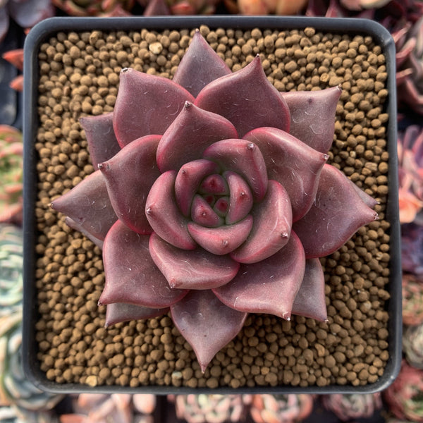 Echeveria Agavoides 'Red Ebony' 3" Succulent Plant