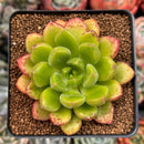 Cremneria 'Chubbs' (Cremnophila linguifolia x Echeveria setosa var. ciliata) 2" Succulent Plant