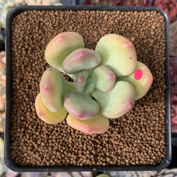 Pachyphytum 'Doctor Cornelius' 2" Succulent Plant