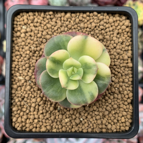 Echeveria 'Nicksana' Variegated 2" Succulent Plant