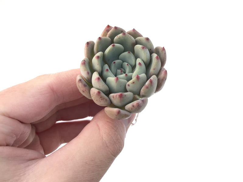 Graptoveria 'Amenova' 2" New Hybrid Succulent Plant