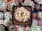 Echeveria 'Mebina' Variegated 1" Succulent Plant