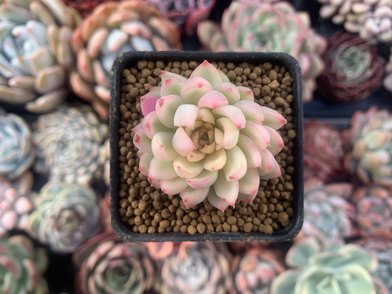 Echeveria 'Mebina' Variegated 1" Succulent Plant