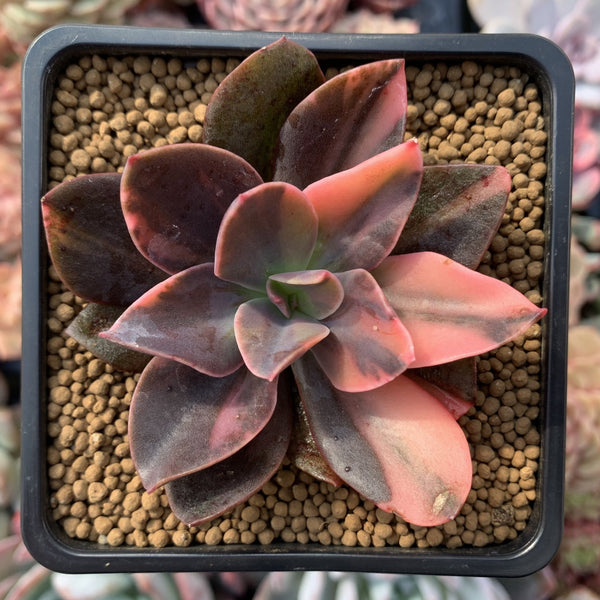 Echeveria 'Hanaikada' Variegated 3" Succulent Plant