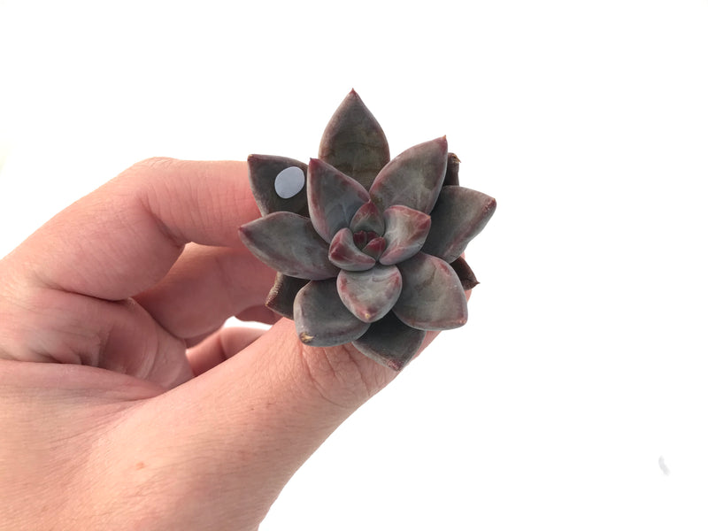 Echeveria Agavoides 'Tremolo' 1" New Hybrid Small Succulent Plant