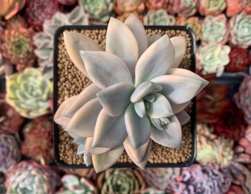 Graptopetalum 'Paraguayense' Variegated 3" Succulent Plant