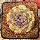 Echeveria 'Amethyst' 3" Succulent Plant