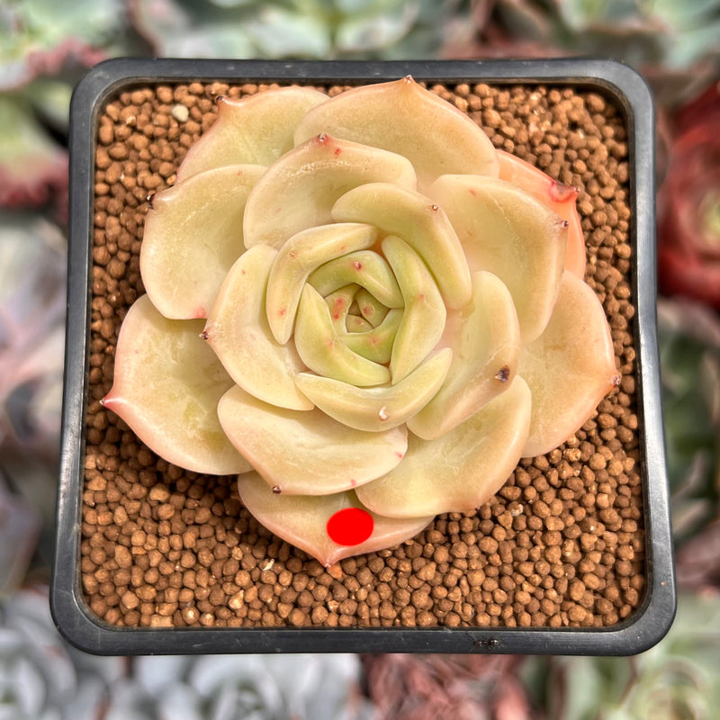 Echeveria 'Angelina' 2" Succulent Plant