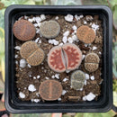 Collection of Lithops 2" (x8 Lithops) Succulent Plant