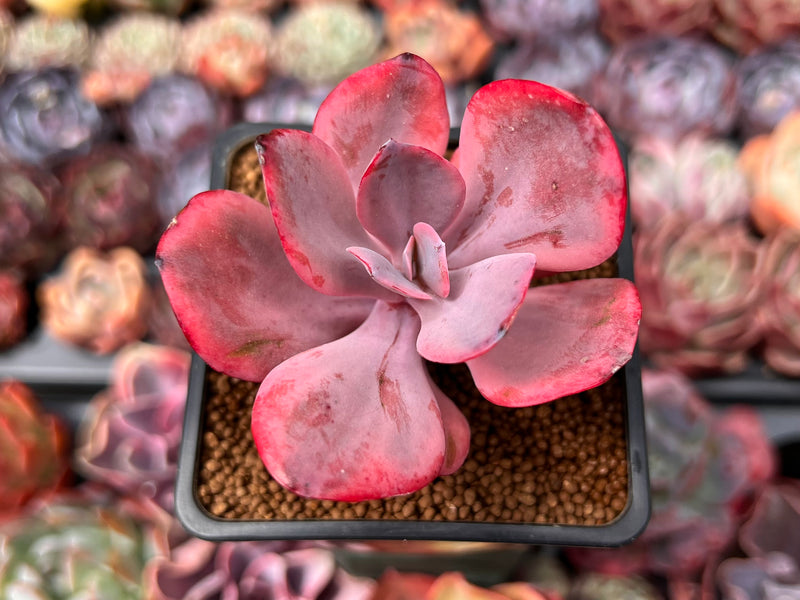 Echeveria 'Angel Wings' Variegated 2" Succulent Plant