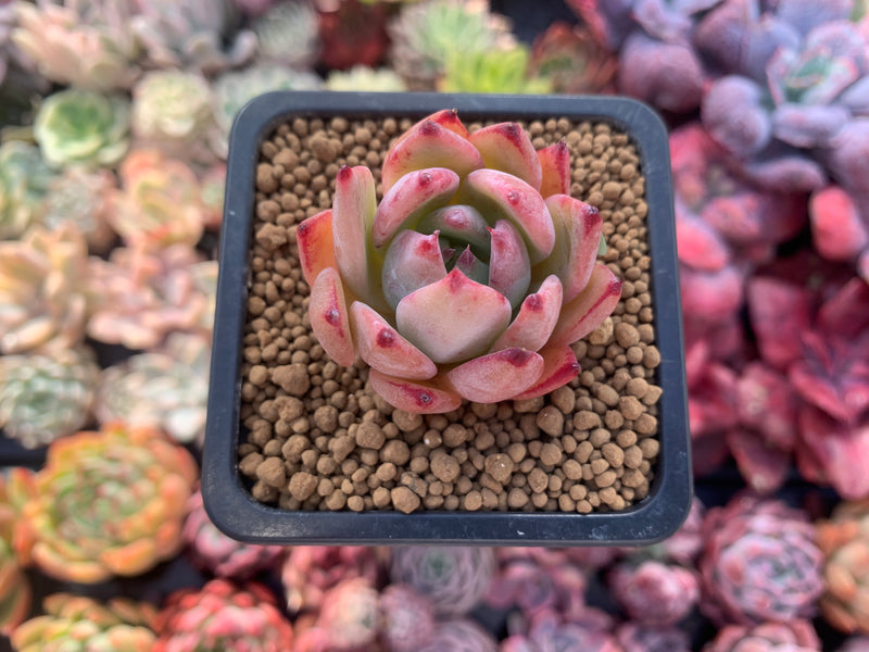 Echeveria 'Lindysana' Hybrid 1"-2" Succulent Plant