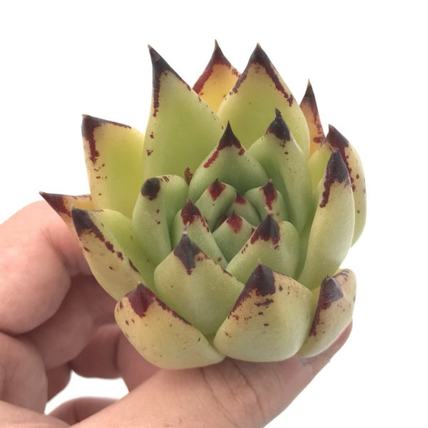 Echeveria Agavoides ‘Royal’ 2" Rare Succulent Plant