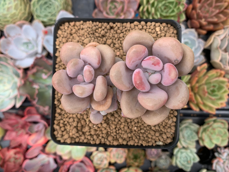 Graptopetalum 'Amethystinum’ 3” Cluster Succulent Plant