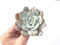 Echeveria 'Laui' 4"-5" Powdery Succulent Plant