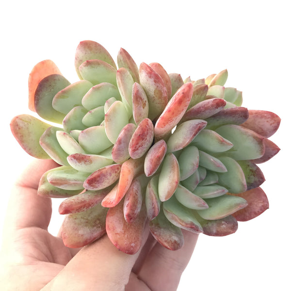 Echeveria 'Paul Shay' Cluster 4"-5" Succulent Plant