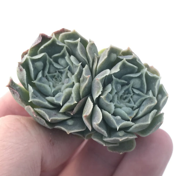 Echeveria 'Hearts Choice' 1" Small Cluster Succulent Plant