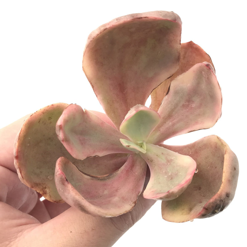 Echeveria 'Golden State' Variegated 3" Rare Succulent Plant