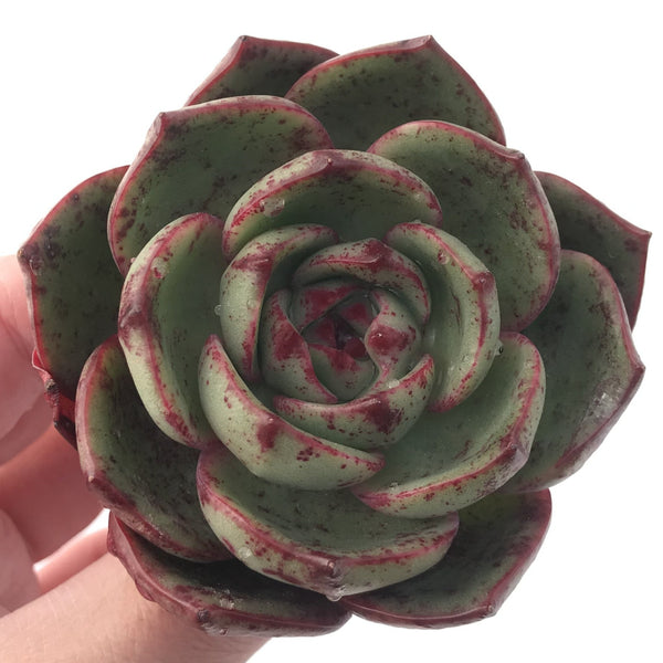 Echeveria Agavoides 'Salu' Round Leaf Clone 2"-3" Succulent Plant