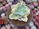 Echeveria 'Hakuhou' Variegated 5" Succulent Plant