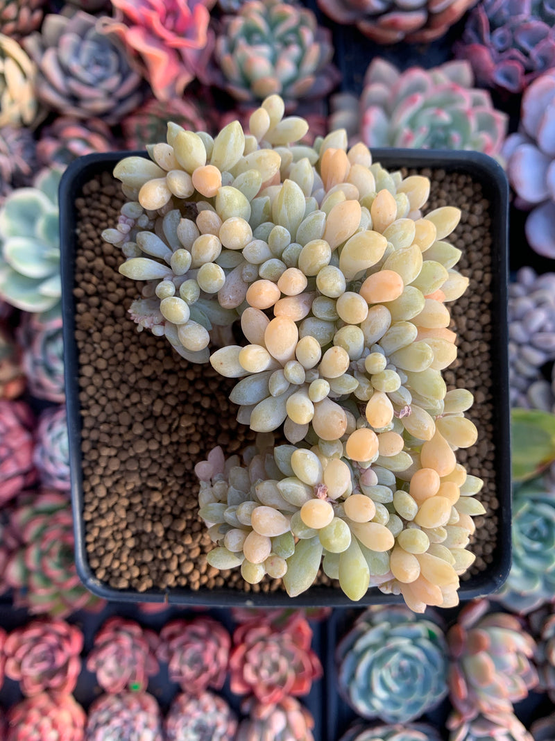 Cremeneria 'Expatriata' (Cremnophila linguifolia x Echeveria amoena ‘Microcalyx’) Crested Cluster 3"-4" Succulent Plant