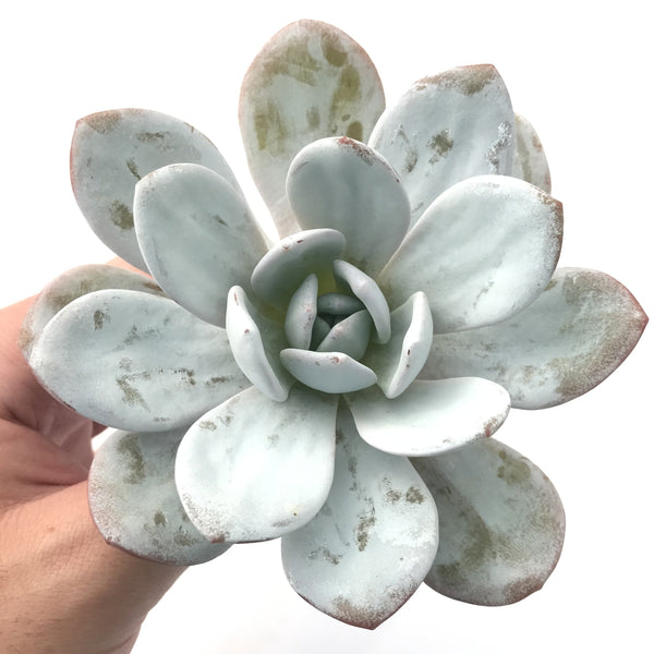 Echeveria 'Laui' 4" Succulent Plant