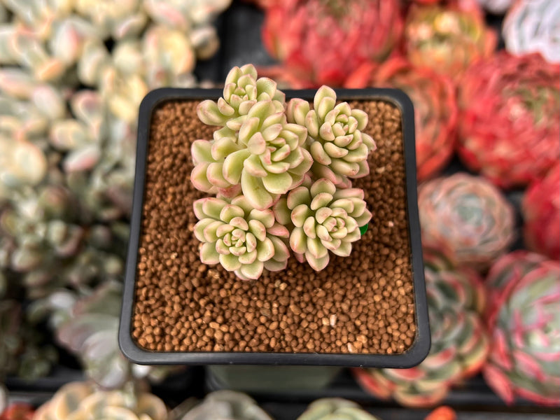 Sedum 'Joyce Tulloch' Variegated 1" Succulent Plant