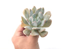 Echeveria 'Exotic' Laui x Topsy Turvery Hybrid 4" Powdery Succulent Plant