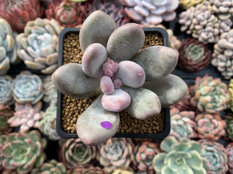 Pachyveria 'Beauty' 2" Powdery Succulent Plant