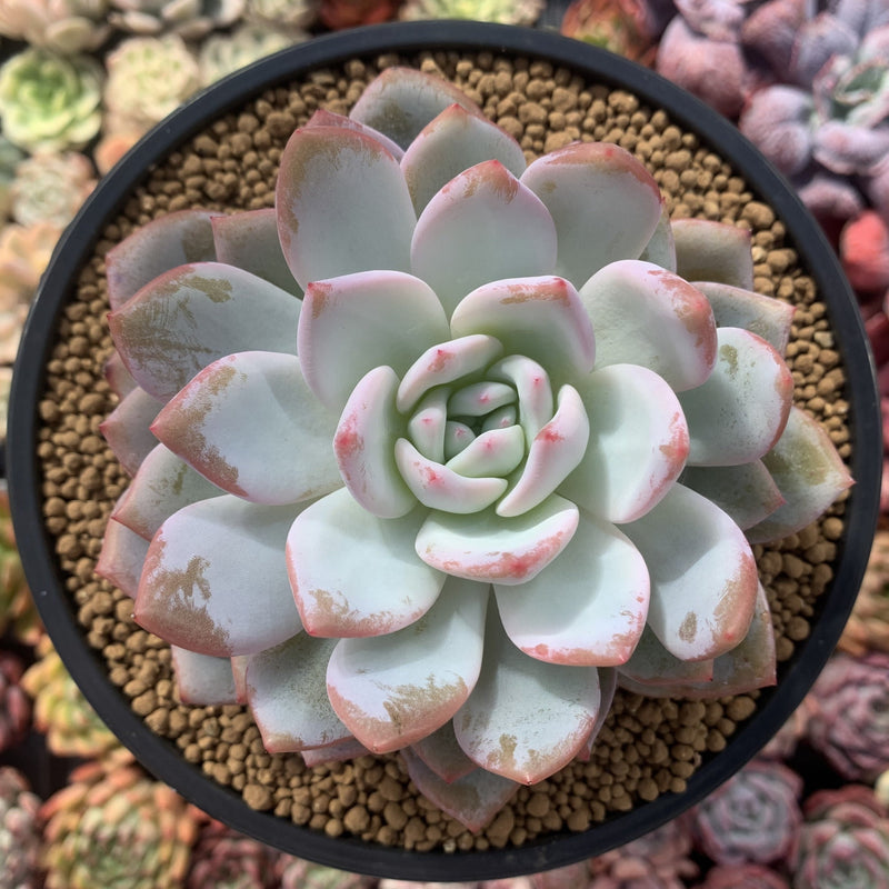 Echeveria 'Elegans Potosina' 4" Succulent Plant