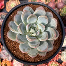 Pachyveria 'Fröbel' 4" Powdery Succulent Plant