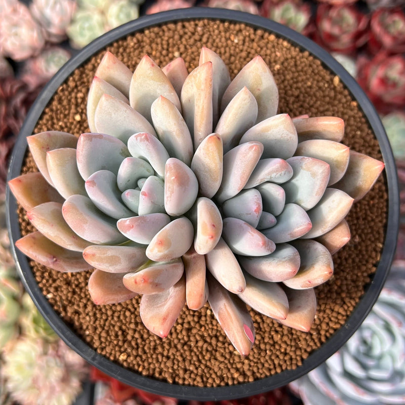 Graptoveria 'Opalina' Cluster 4" Succulent Plant