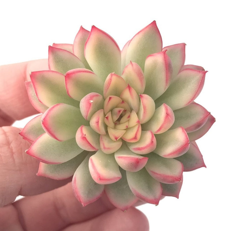 Echeveria 'Mebina' Variegated 2" Succulent Plant