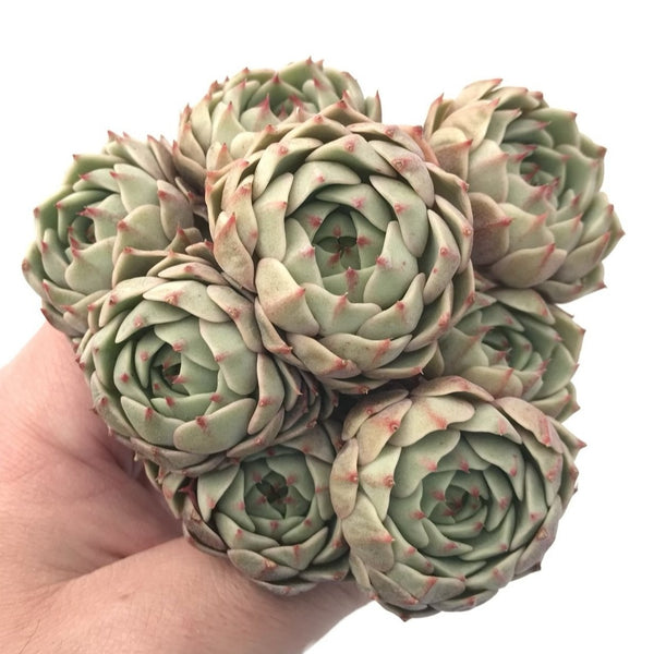 Echeveria 'Ben Badis' Large Cluster 5” Succulent Plant