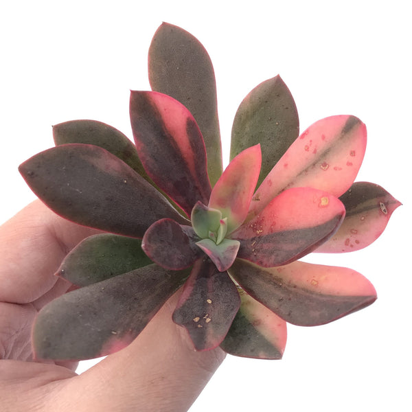 Echeveria 'Hanaikada' Variegated 3" Succulent Plant