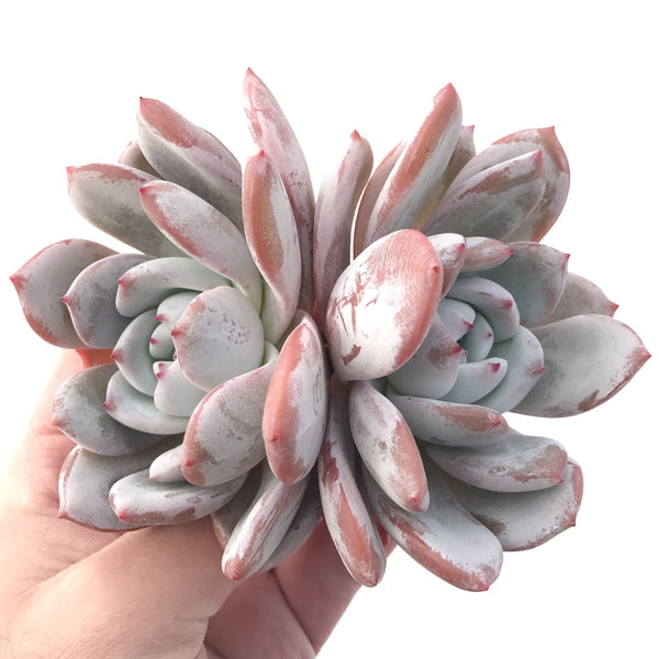 Echeveria 'Ivory' 4"-5" Powdery Rare Succulent Plant