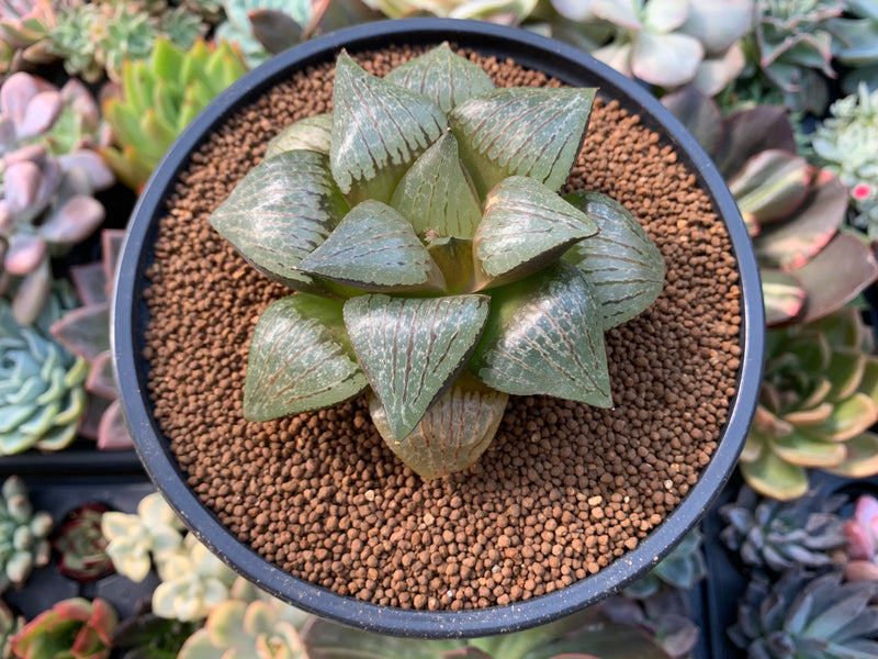 Haworthia 'Comptonia' Hybrid 4" Succulent Plant