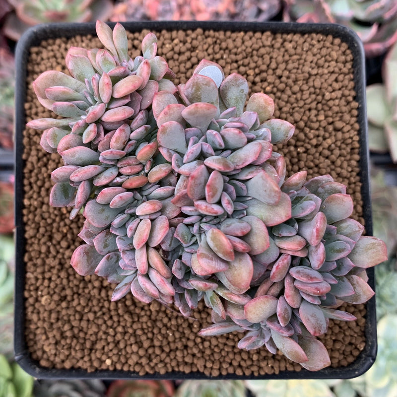 Graptoveria 'Debbie' Crested 3" Succulent Plant